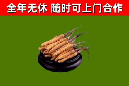 犍为烟酒回收冬虫夏草.jpg