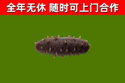 犍为烟酒回收干海参.jpg